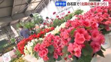 『胡蝶蘭』や『ニチニチソウ』鉢植えの花や観葉植物の展示即売会『北国の鉢花まつり』札幌花き地方卸売市場で21日午後３時まで開催