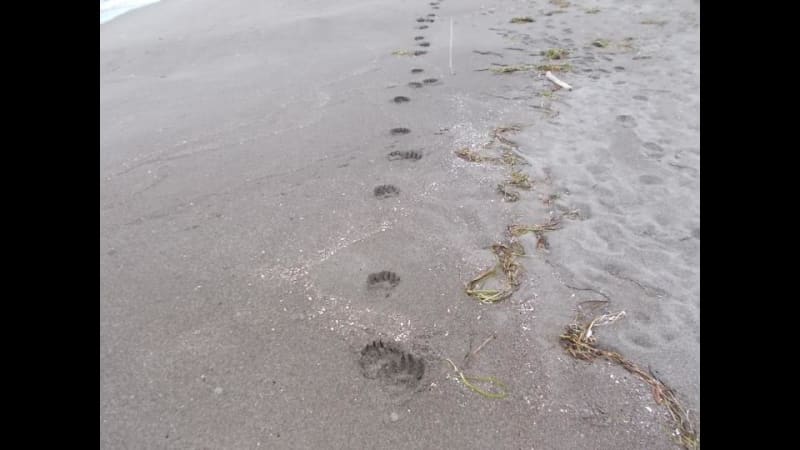 海水浴場を歩くクマを目撃　砂浜には約15センチの足跡が…3歳くらいのクマか　2日まで海水浴場を閉鎖　北海道北見市常呂町