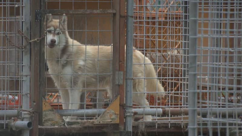 クマに襲撃されたか　繁殖施設で犬３匹死ぬ　首にかまれたり体全体にひっかかれたりした傷　周辺には約16センチの足跡　北海道奈井江町