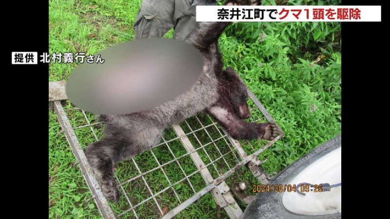 北海道奈井江町でクマ１頭を駆除　体長１メートル50センチほどのオス　３日に犬３頭を襲ったクマか