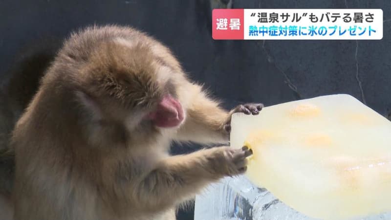 暑さ続く北海道内　“ひんやりプレゼント”にバテ気味のサルたちも大喜び　パイナップルや桃などが入った氷で涼む　函館市熱帯植物園