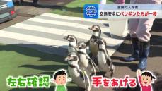 交通安全にペンギンたちが一役…左右確認し手をあげて、ミニ横断歩道をわたり交通安全を呼びかける　北海道室蘭市