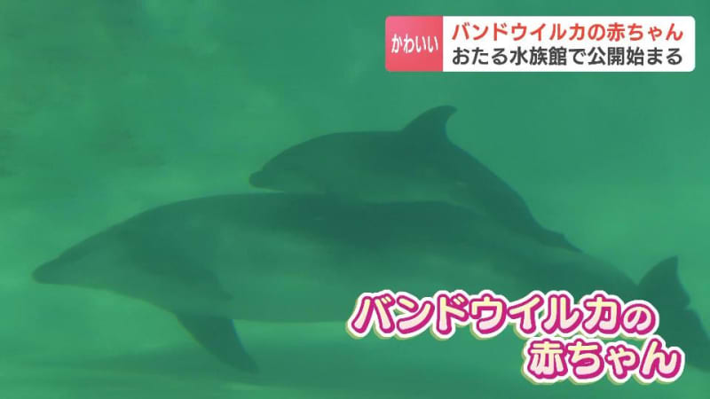 北海道の水族館で初めて繁殖成功　８月に生まれたバンドウイルカの赤ちゃんが一般公開「もう少し小さいのかと思った」おたる水族館