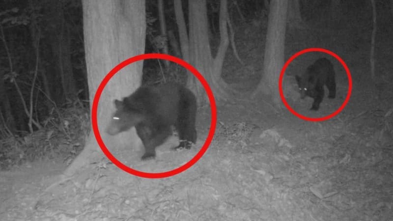 前日メスのクマが駆除された現場付近で、カメラに別の２頭の姿…すでに２頭は「子グマ」ではなく体長1.2メートルほどの「若グマ」で、十分な注意呼びかけ　札幌市西区