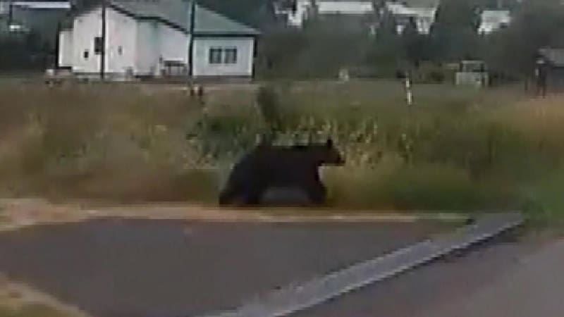 「うわっ、危ね！マジで！」ドラレコに映像、走行中の車の前に飛び出したクマ…体長1.2～1.5メートル、衝突なく、そのまま前方に走り去る姿　北海道上富良野町