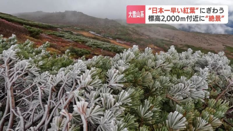 “日本一早い紅葉”登山客で賑わう大雪山系の山々　標高2000ｍ近くのハイマツは樹氷をまとう風景も