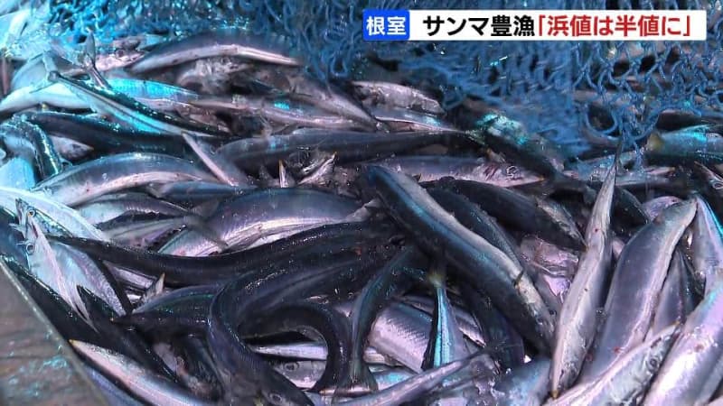 秋の味覚　25日のサンマ水揚げ量今季最高…約1000トンに迫る　浜値は９月初めに比べると約半値に　北海道根室市・花咲港