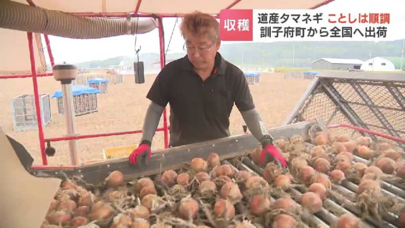 全国の生産量の６割あまりを占める“タマネギ”生産地の北海道　サッカー場25個分もある広大な畑では加熱すると甘みが際立つ品種“北もみじ2000”が収穫のピーク　北海道訓子府町