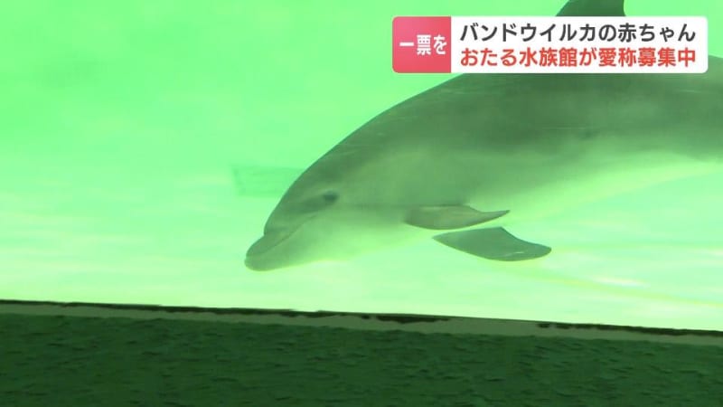 バンドウイルカの赤ちゃんの愛称、来館者などの投票で決定へ「サニー」「ひかり」「ルカ」「レンカ」「ローリー」北海道・おたる水族館