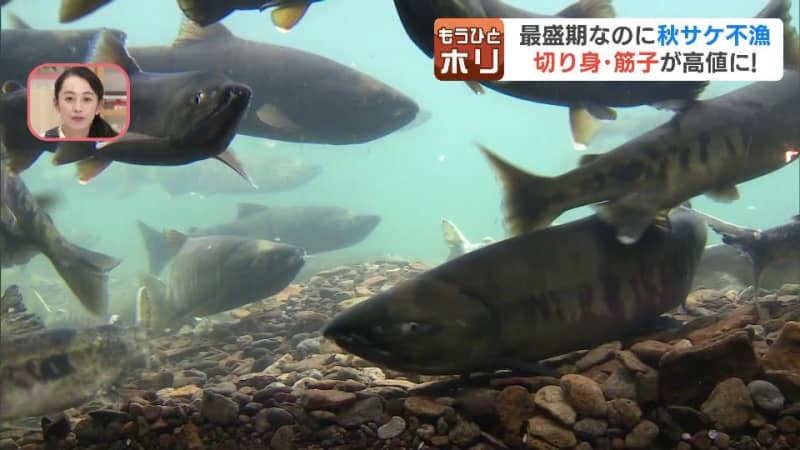 今年も“サケと筋子”は手が届かない？北海道の秋サケ漁ピンチ、苦戦続き「過去２番目に悪い状態」　各地のイベントも中止に　北海道