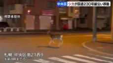 早朝の札幌中心部でシカの目撃相次ぐ　路面電車が通る交差点を渡る姿も　体長約1メートルの角のあるオス　札幌市中央区