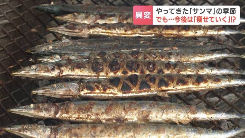 やってきたサンマの季節…でも今後は「身がやせていく？」主食のプランクトンが温かい海水苦手で専門家「以前のようなエサ環境になく、大きくなれない」