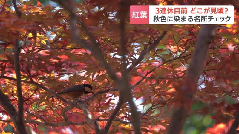 秋色に染まる身近な木々…３連休目前“紅葉スポット”チェック　層雲峡は今週末が見ごろ？平岡樹芸センター「こんなにきれいに」豊平峡ダム「岩とダムと紅葉のコントラスト」