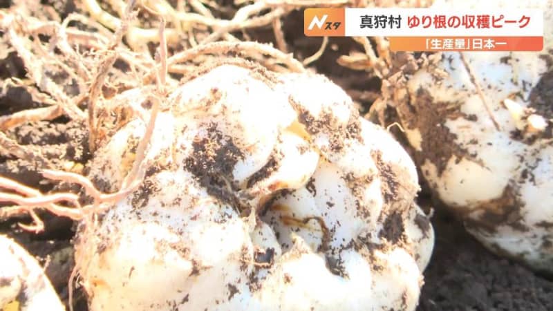 北海道真狩村で特産「ゆり根」の収穫最盛期　生産量、品質ともに日本一　農家「素揚げとか天ぷらがやっぱりサクサクしておいしい」