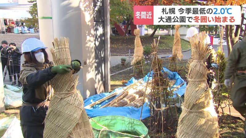 札幌・大通公園が冬の装いに…ライラックやバラなど2300株の冬囲い始まる　７日朝は石狩市や後志で平地でも積雪のおそれ