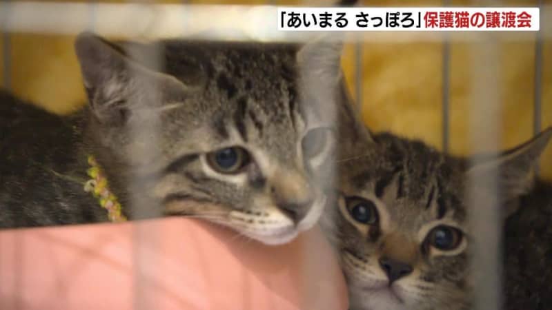 北海道最大規模の保護猫の譲渡会開催　約100匹が新たな飼い主探し　札幌市動物愛護管理センター「あいまるさっぽろ」