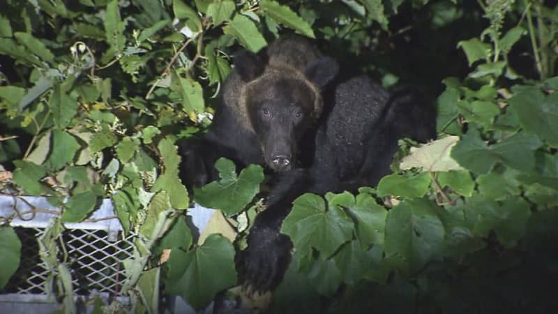 北海道猟友会がヒグマ駆除要請の拒否を検討　ヒグマへの発砲に関する高裁判決を受け「今の状況ではハンターが全責任を持つことに」…連携不十分な自治体に対し年内に方針決定　北海道