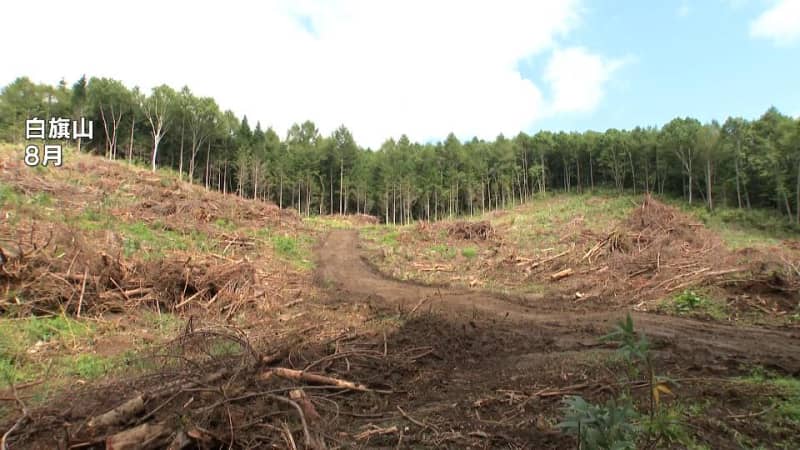 札幌・白旗山伐採問題　野鳥保護団体が要望書提出　クマゲラなど絶滅危惧種の保護を訴える