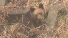 “ヒグマ”捕獲数が過去最多の1800頭超　食べ物のドングリなどが減り、問題個体出没が多発したか　北海道