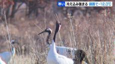 タンチョウの息も白く…北海道東部でマイナス17.1℃と今季最低気温更新