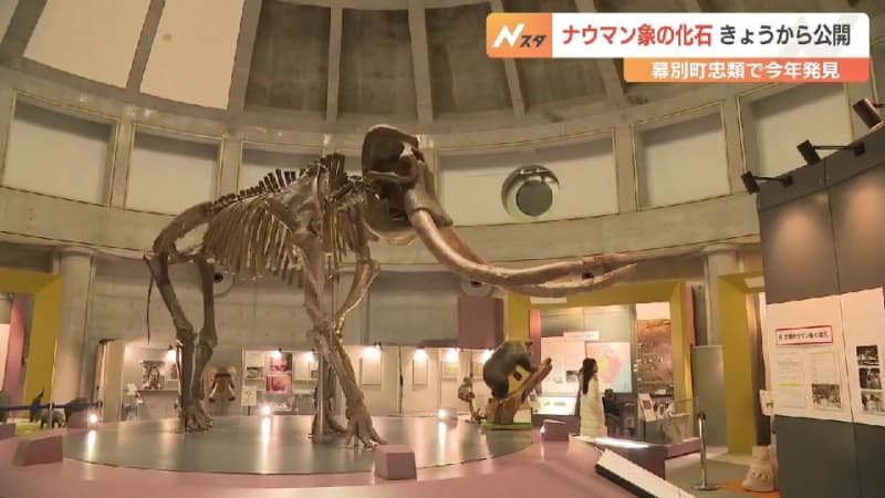 54年ぶりの大発見！10月に見つかったナウマン象の化石　地元で公開始まる　北海道幕別町