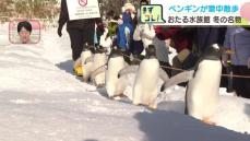 ジェンツーペンギンたちが冬の冷え込みの中をヨチヨチと行進　おたる水族館で大人気の“雪上のお散歩”でペンギンは運動不足解消　北海道小樽市