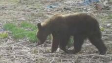 【クマ駆除】警察との適切な連携、訓練の実施を踏まえて出動の判断を…北海道猟友会が各支部へ対応を通知