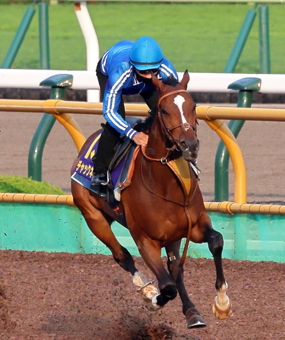 【函館記念】チャックネイトはシャープな動き　佐々木大輔騎手「めちゃくちゃいい馬」