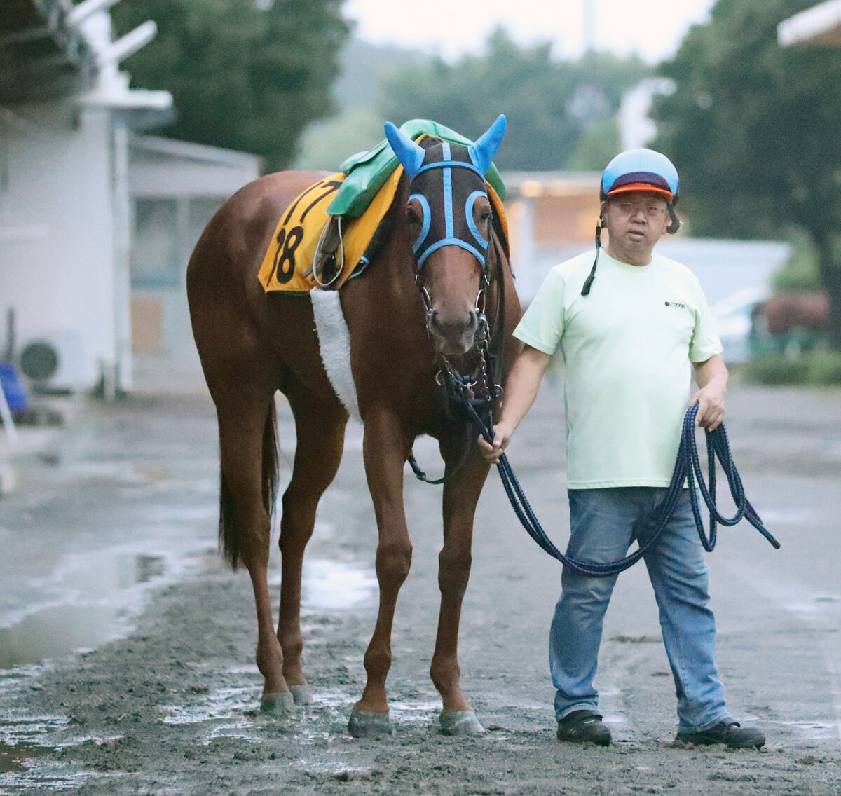 【アイビスＳＤ】藤田菜七子騎手とコンビ継続マウンテンムスメに陣営「頭がいい馬です」
