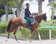 【ＰＯＧ】経験馬相手に互角の動きを見せるトレヴィ　８・４新潟初陣へ陣営「粗削りだけど前向き」