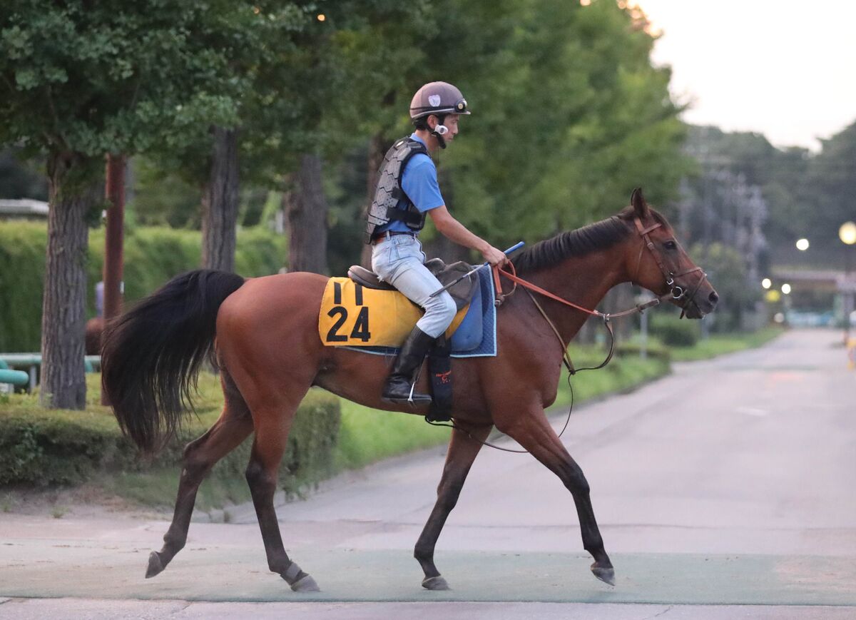 土曜新潟競馬場の注目激走馬…新潟７Ｒ新潟日報賞