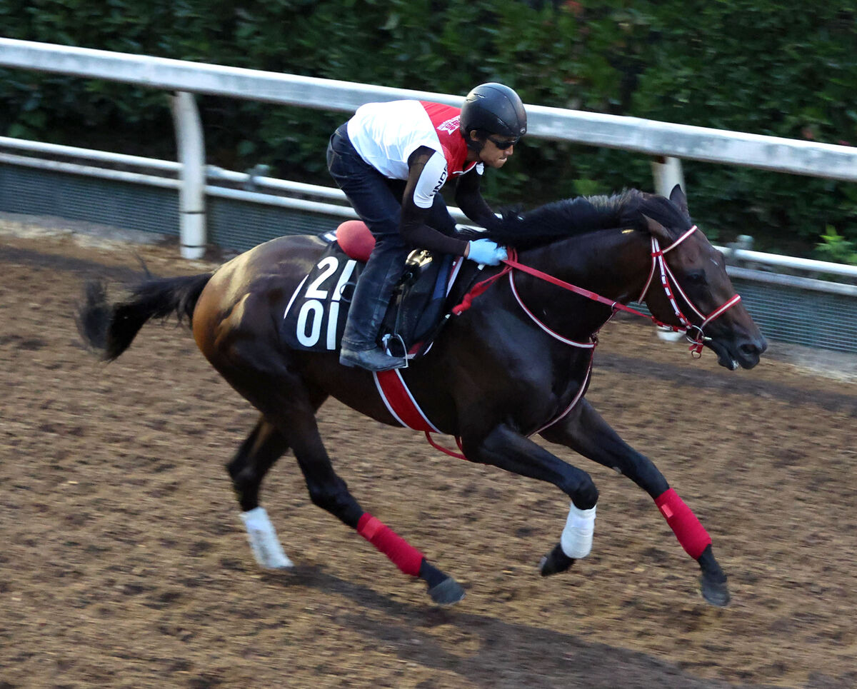 日曜メインレースの注目激走馬…新潟７Ｒレパードステークス・Ｇ３