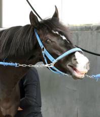 昨年の菊花賞馬ドゥレッツァ出走の英インターナショナルＳの馬券発売を発表