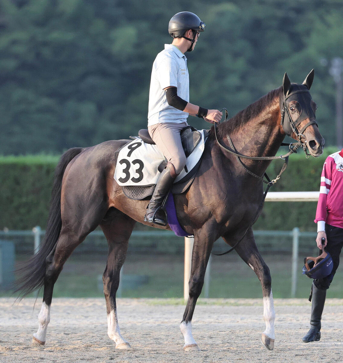 【関屋記念】ジュンブロッサムが本格化の兆し　重賞初Ｖへ友道調教師「今の新潟の馬場も合う」