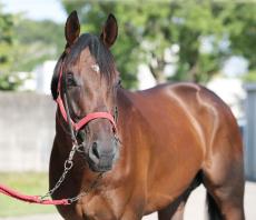 【小倉記念】メンバー唯一の３歳馬が古馬撃破で重賞初制覇へ　前走ラジオＮＩＫＫＥＩ賞２着に宗像調教師「手応えを感じました」