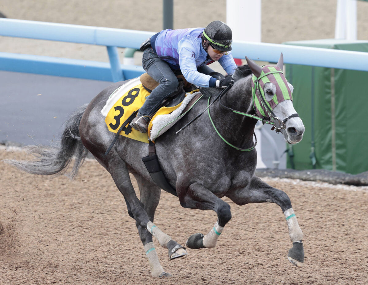 【ＵＨＢ賞】シュバルツカイザーは昨夏の札幌でオープン勝ち　陣営「コーナーで惰性をつけられる札幌は歓迎」