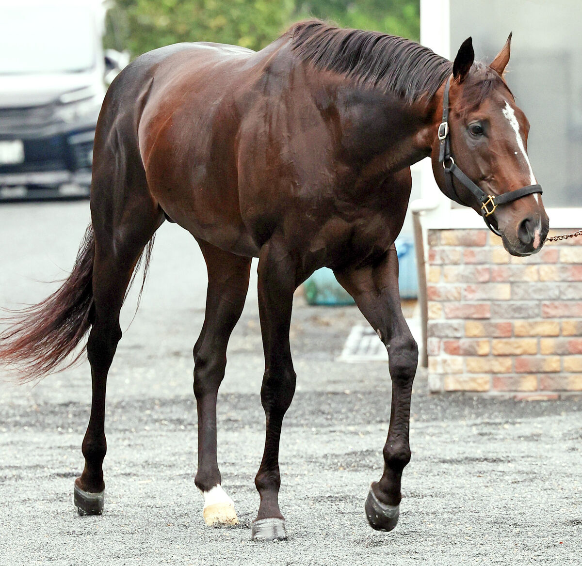 【関屋記念】キャリア２０戦で掲示板外１度の実力馬　サマーマイルＳ制しソウルラッシュと兄弟対決狙う