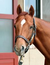 【注目馬動向】２２年の皐月賞馬ジオグリフは横山武史騎手との新コンビで札幌記念に参戦！