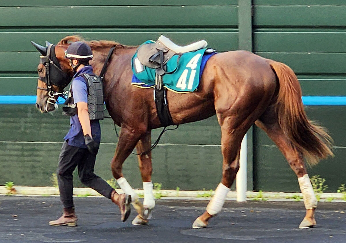 【コスモス賞】アスクシュタインは函館の芝でシャフリヤールと併せ馬　北村友一騎手「使って良くなっています」