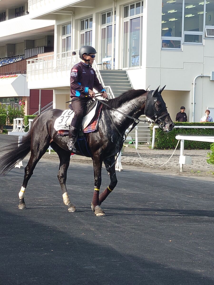 【札幌記念】８月７日に帰厩したステラヴェローチェが馬場入りして調整　陣営「ノリさんに気に入ってもらえています」