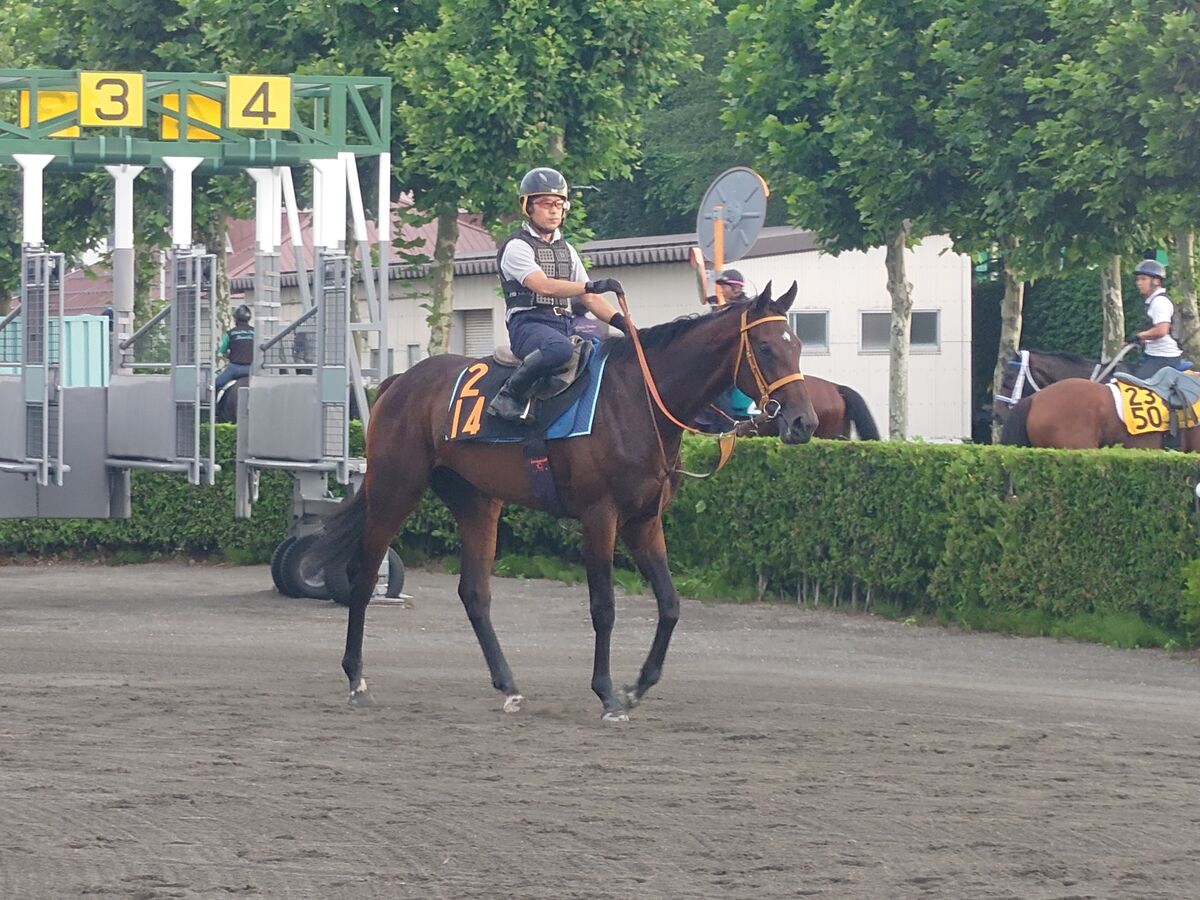 【報知杯大雪Ｈ】勢いに乗るエリカサファイアが一気の３連勝へ　佐々木大輔騎手「別格だと思います」