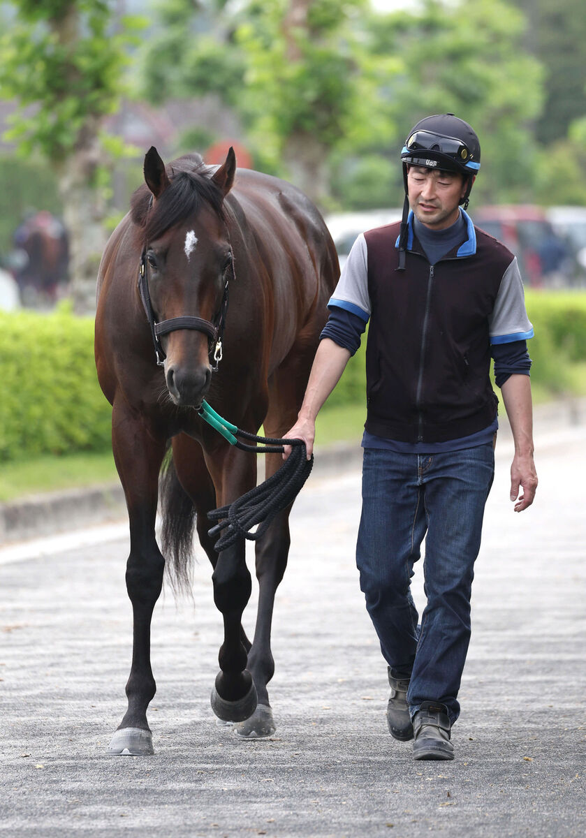 【注目馬動向】キタサンブラックの半弟シュガークンは菊花賞を見送り　清水久調教師「可能なら有馬記念を大目標に」