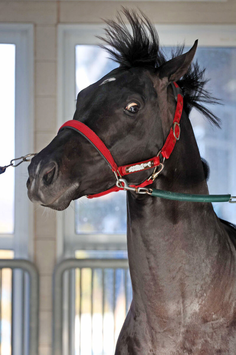 【注目馬動向】重賞２勝のヤマニンサルバムは毎日王冠での復帰が目標