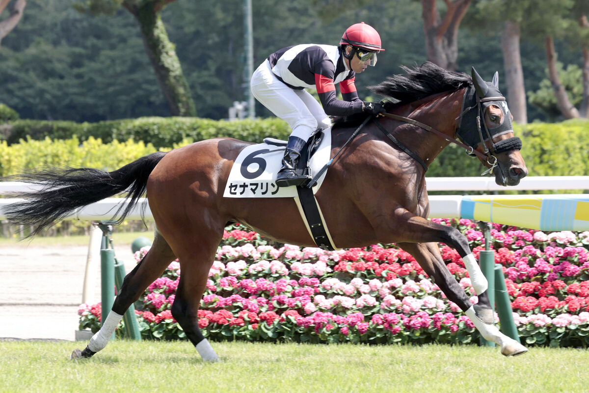 【新潟６Ｒ・２歳新馬】セナマリンが４馬身差の圧勝　戸崎圭太騎手「センスがある」