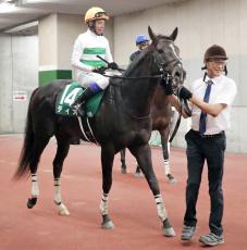 【関屋記念】ディオは参戦のサマーマイルシリーズ連続２着　初コンビ岩田康誠騎手も高評価