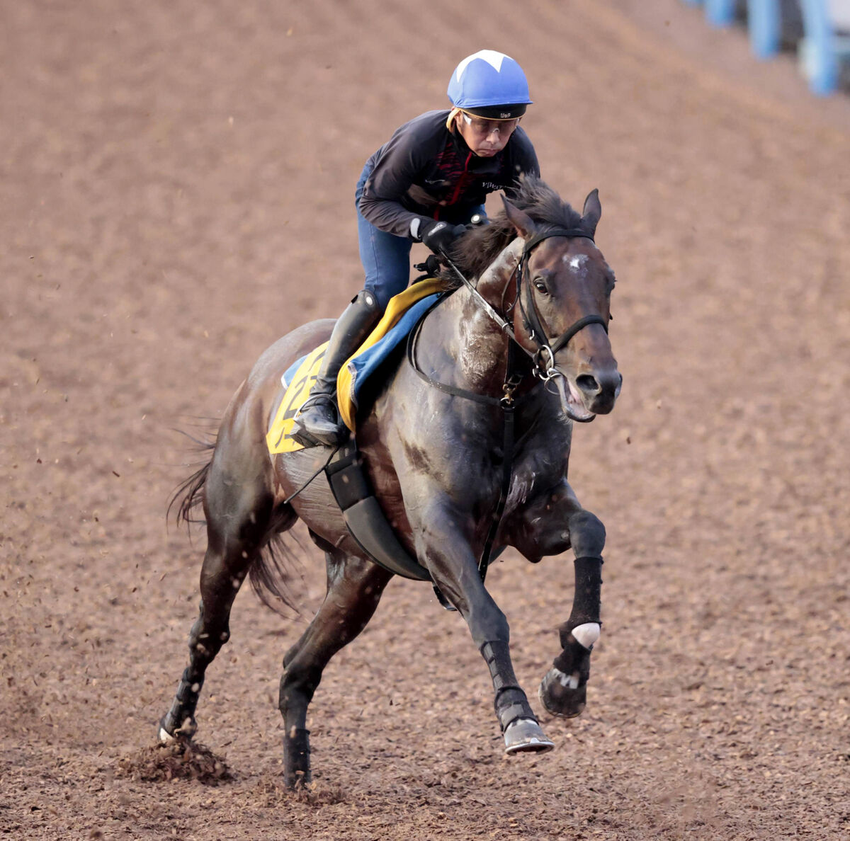 【札幌記念・角田の特注馬】心身ともに完成したノースブリッジが抜群の動き　洋芝適性も◎