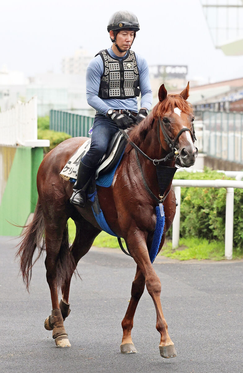 【札幌記念】８歳馬ボッケリーニが初の札幌参戦　陣営「洋芝が合わないとは思えない」適性に期待