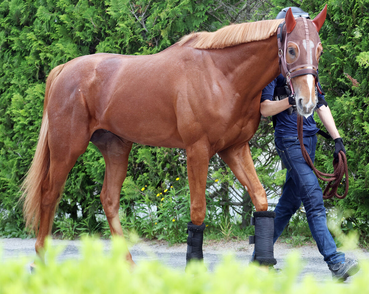 【注目馬動向】きさらぎ賞覇者ビザンチンドリームは神戸新聞杯から始動