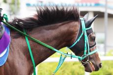 【札幌記念】ダートで一線級のＧ１馬が異例の中１週で芝替わり「１回使って、雰囲気は良くなっています」