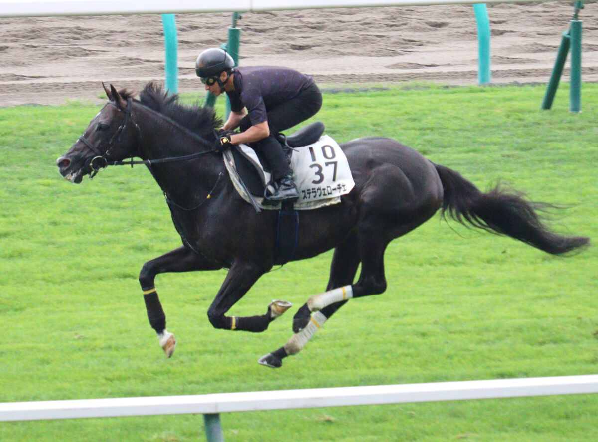 【札幌記念】ステラヴェローチェは横山典弘騎手に「お任せ」仕上げ　芝コースで軽快な動き